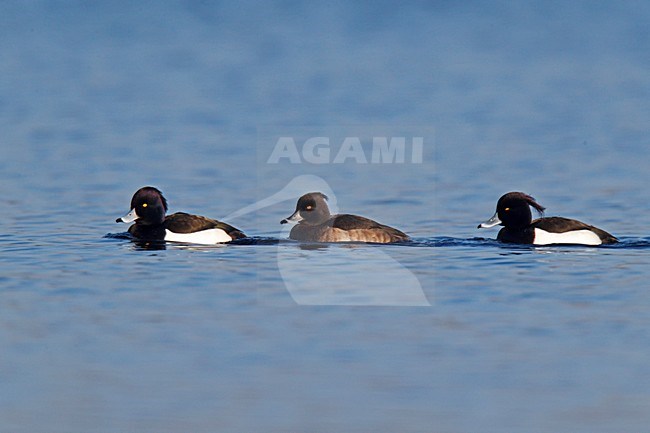 Groepje van drie Kuifeenden zwemmend op grindplas;Flock of three Tufted Ducks swimming on gravelpit stock-image by Agami/Ran Schols,