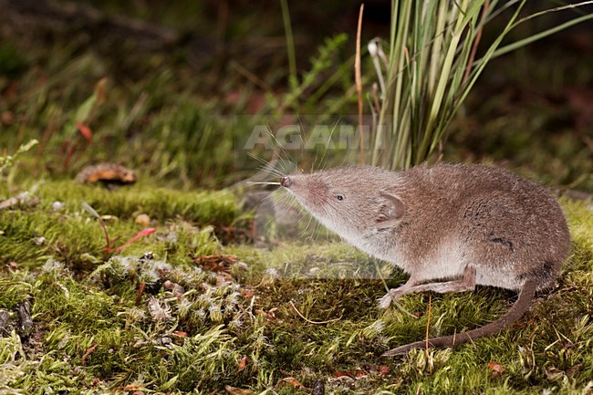 Huisspitsmuis op de grond; Greater White-toothed Shrew on the ground stock-image by Agami/Theo Douma,