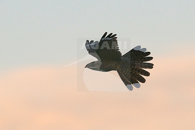 Side view of a male European Nightjar (Caprimulgus europaeus) in flight. Europe stock-image by Agami/Markku Rantala,