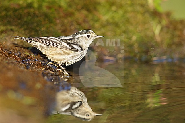 Adult female Black-and-white Warbler (Mniotilta varia) during spring migration at Galveston County, Texas, USA. Standing at the water edge. stock-image by Agami/Brian E Small,