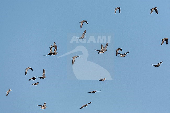 Stock Dove (Columba oenas) in the Netherlands. Flock in flight over Limburg. stock-image by Agami/Marc Guyt,