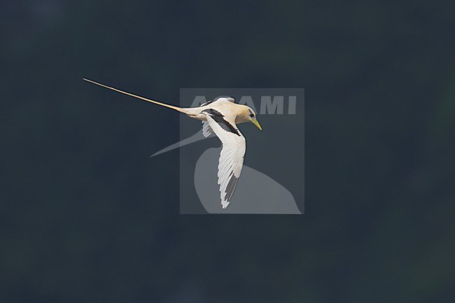 Verdwaalde Witstaartkeerkringvogel op de Azoren; Vagrant White-tailed Tropicbird on the Azores stock-image by Agami/Daniele Occhiato,
