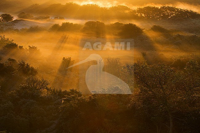 Uitzicht over mistige duinen tijdens zonsopkomst; Overview of misty dunes at sunrise stock-image by Agami/Menno van Duijn,
