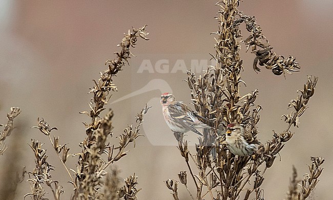 Male Mealy Redpoll (Carduelis flammea) feeding on herbs in The Netherlands stock-image by Agami/Edwin Winkel,