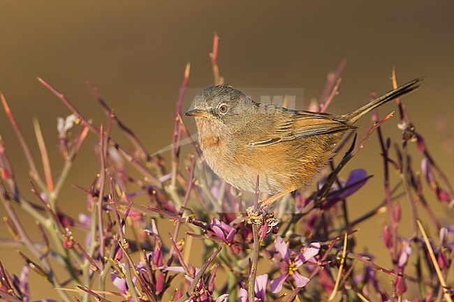 Adult Tristram's Warbler (Curruca deserticola) on a twig stock-image by Agami/Ralph Martin,
