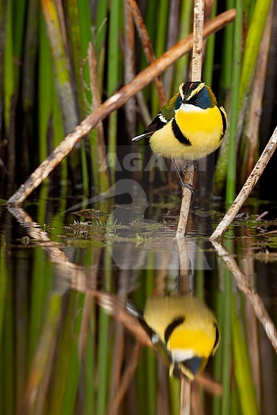 Birds of Peru, the beautiful Many-colored Rush Tyrant stock-image by Agami/Dubi Shapiro,