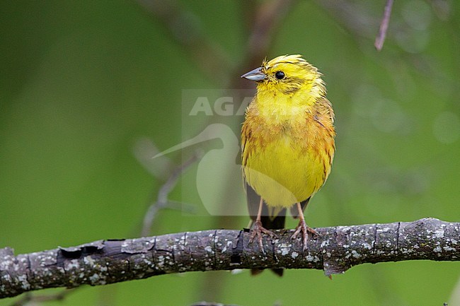 Yellowhammer (Emberiza citrinella), front view of an adult male perched on a branch, Abruzzo, Italy stock-image by Agami/Saverio Gatto,