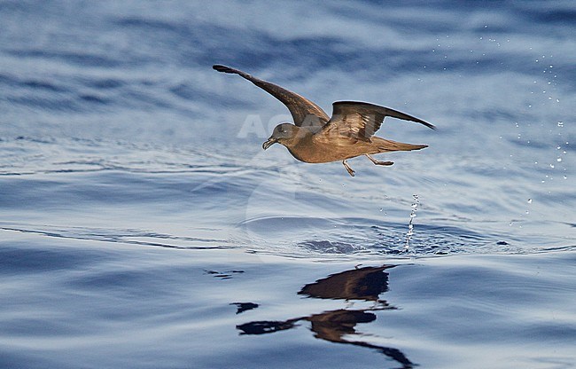 Bulwer's Petrel (Bulweria Bulveria) Madeira Portugal August 2012 stock-image by Agami/Markus Varesvuo,