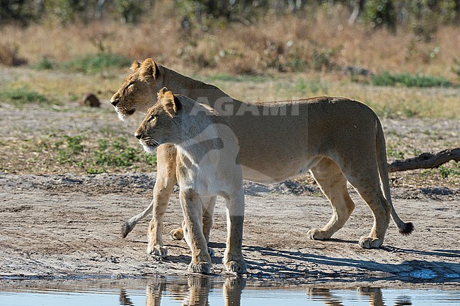 Two lionesses, Panthera leo, at waterhole. Savuti, Chobe National Park, Botswana stock-image by Agami/Sergio Pitamitz,