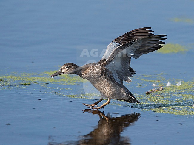 Side view of a female plumaged Blue-winged Teal (Spatula discors) landing. USA stock-image by Agami/Markku Rantala,