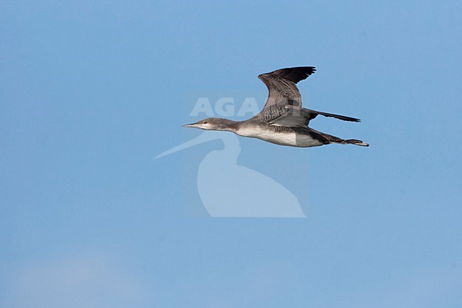 Juveniele Pacifische Parelduiker in de vlucht; Juvenile Pacific Loon in flight stock-image by Agami/Martijn Verdoes,