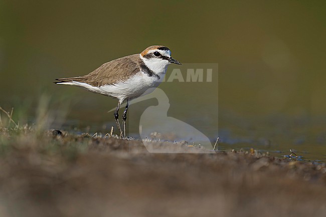 Kentish Plover (Charadrius alexandrinus) walking around at the lakeshore.. stock-image by Agami/Marcel Burkhardt,
