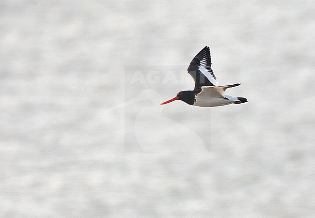 Adult Siberian Oystercatcher (Haematopus ostralegus longipes) along the east Chinese coast. Flying along above the shoreline of Happy Island. stock-image by Agami/Marc Guyt,