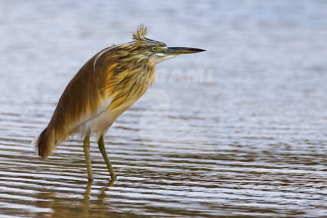 Ralreiger; Squacco Heron stock-image by Agami/Daniele Occhiato,