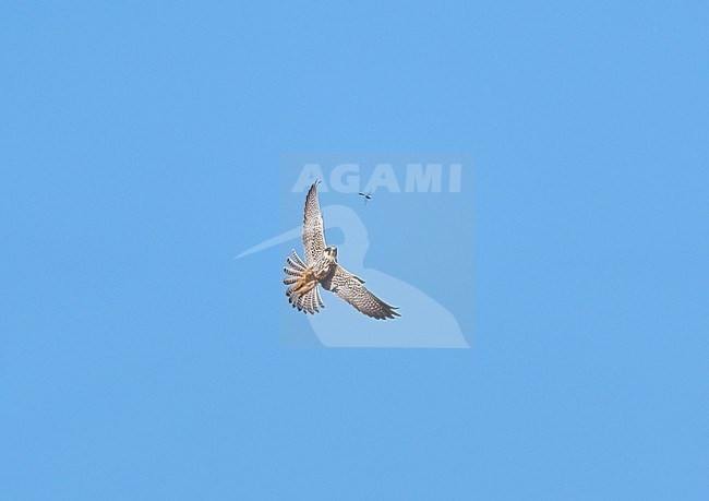 Hunting Adult Eurasian Hobby (Falco subbuteo) banking and flying against a blue sky showing underside and wings fully spread is close to catchting a Dragonfly in mid-air with its strechted tallons and claws. stock-image by Agami/Ran Schols,