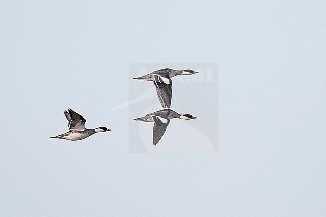 Three Smew in flight during migration time in the Netherlands. stock-image by Agami/Ran Schols,