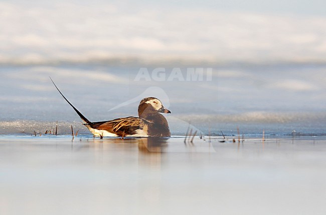 IJseend in het ijs; Long-tailed Duck in the ice stock-image by Agami/Chris van Rijswijk,