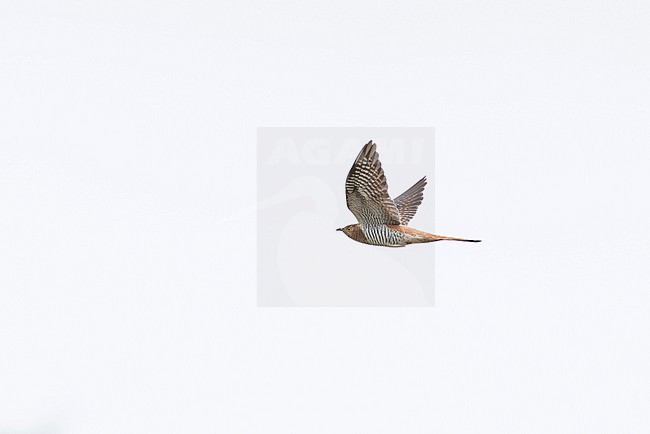 adult female of the brown morphe of Common Cuckoo (Cuculus canorus) in flight, found in Dornod Aimag in Mongolia stock-image by Agami/Mathias Putze,