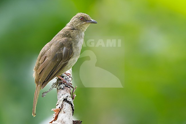 Red-eyed Bulbul (Pycnonotus brunneus) Perched on a branch in Borneo stock-image by Agami/Dubi Shapiro,
