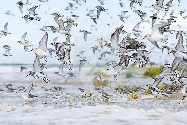 Dunlins (Calidris alpina) with Sanderlings (Calidris alba) and Red Knots (Calidris canutus) at high-tide roost in Wadden Sea near Hamburg in Germany. stock-image by Agami/Ralph Martin,