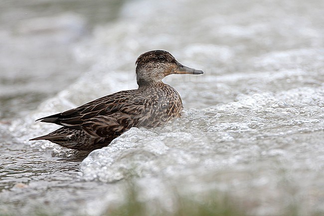 Immature Eurasian Teal, Anas crecca, on the Azores, Portugal, during late autumn. Most likely this species. stock-image by Agami/Marc Guyt,