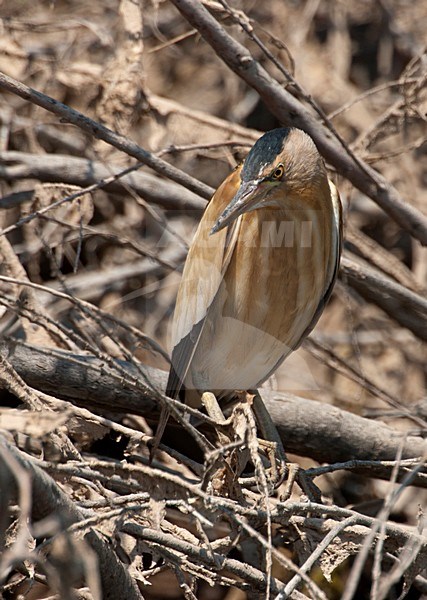 Woudaap; Little Bittern stock-image by Agami/Roy de Haas,