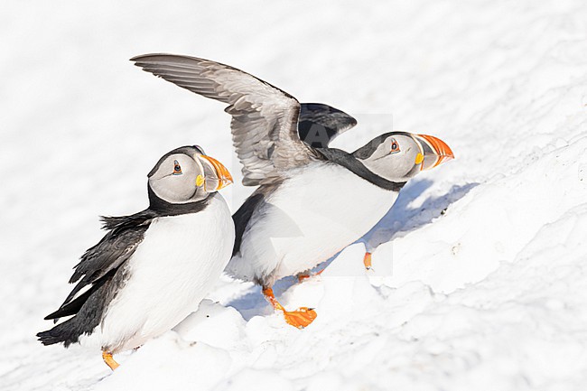  stock-image by Agami/Menno van Duijn,