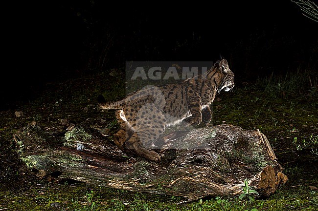Iberian lynx (Lynx pardinus) in Cordoba, Spain. Jumping of a fallen log during the night, hunting for rabbits. stock-image by Agami/Oscar Díez,