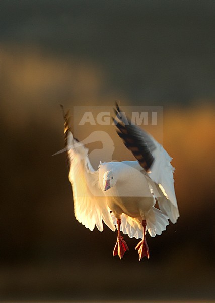 Sneeuwgans in de vlucht; Snow Goose in flight stock-image by Agami/Danny Green,