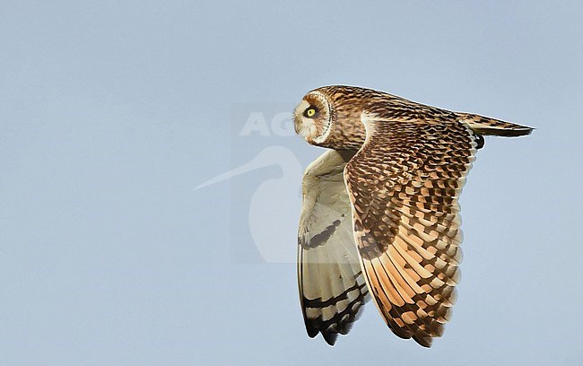 Asio flammeus stock-image by Agami/Eduard Sangster,