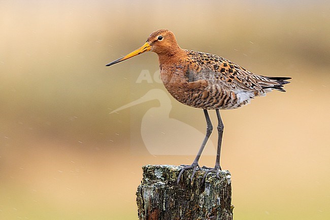 Black-tailed Godwit  (Limosa limosa islandica), side view of an adult standing on a post, Southern Region, Iceland stock-image by Agami/Saverio Gatto,