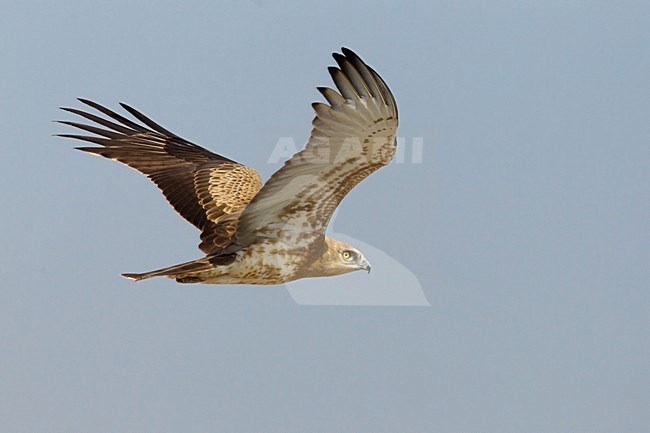 Juveniele Slangenarend in flight; Juvenile Short-toed Eagle in flight stock-image by Agami/Daniele Occhiato,