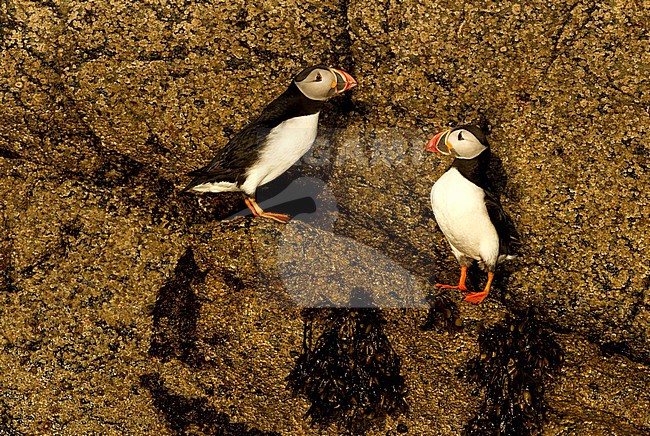 Papegaaiduiker, Atlantic Puffin stock-image by Agami/Danny Green,