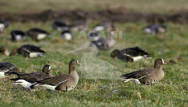 Groep overwinterende Dwergganzen in Nederland; Group of wintering Lesser White-fronted Geese in Holland stock-image by Agami/Hans Gebuis,