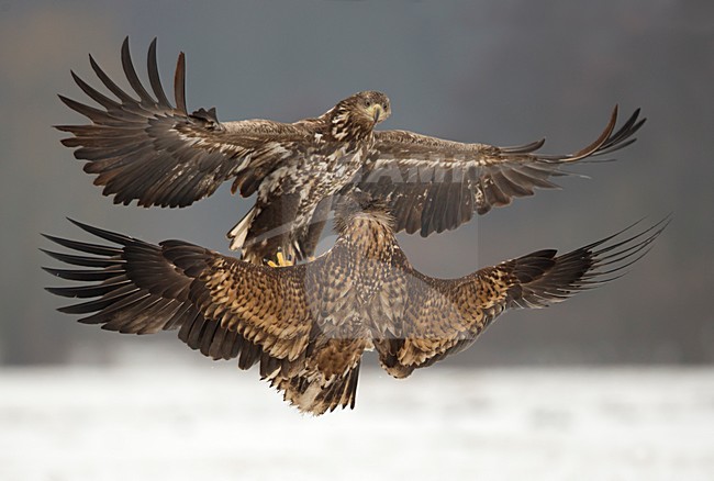 Zeearenden vechtend in de sneeuw, White-tailed Eagles fighting in the snow stock-image by Agami/Danny Green,
