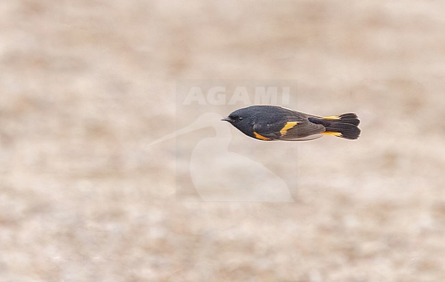 Adult male American Redstart (Setophaga ruticilla) in flight stock-image by Agami/Ian Davies,