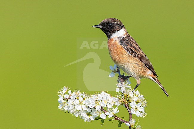 European Stonechat (Saxicola rubicola), side view of an adult male just standing on a Blackthorn branch, Campania, Italy stock-image by Agami/Saverio Gatto,