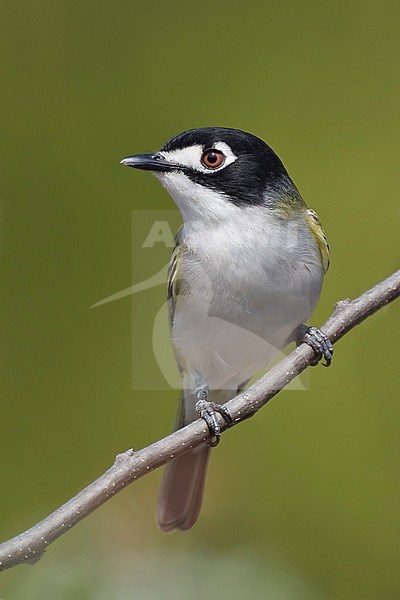 Adult male Black-capped Vireo, Vireo atricapilla
Kimble Co., Texas, USA stock-image by Agami/Brian E Small,