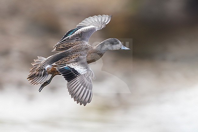 American Wigeon; Anas americana; Mareca americana stock-image by Agami/Daniele Occhiato,