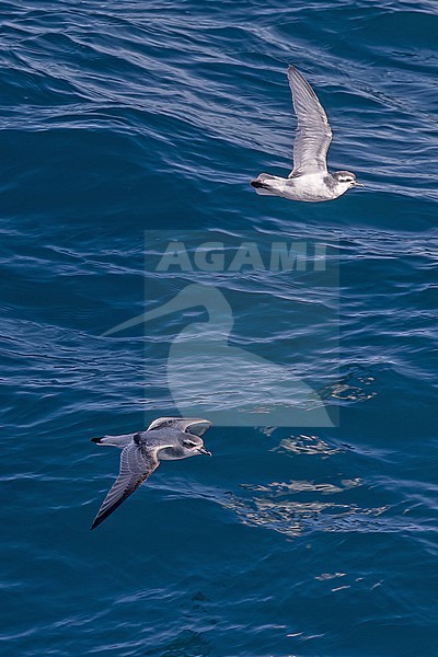 Slender-billed Prion (Pachyptila belcheri) between South Georgia and the Falkland islands. Together with Antarctic Prion (above). stock-image by Agami/Pete Morris,