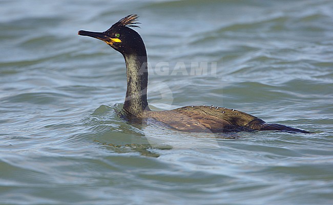 European Shag, Kuifaalscholver, Phalacrocorax aristotelis stock-image by Agami/Arie Ouwerkerk,