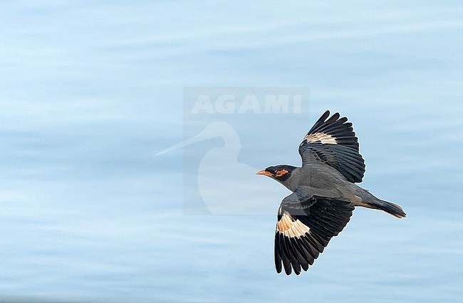 Bank Myna (Acridotheres ginginianus) in India. stock-image by Agami/Dani Lopez-Velasco,