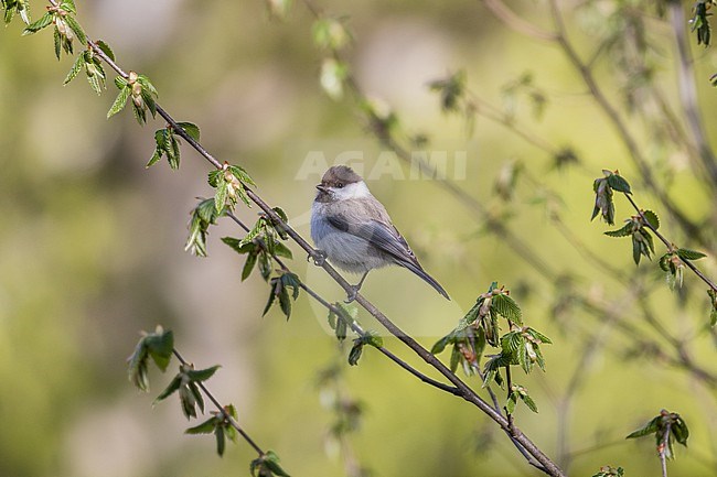 Caspian tit (Poecile hyrcanus)  in Iran. stock-image by Agami/Pete Morris,