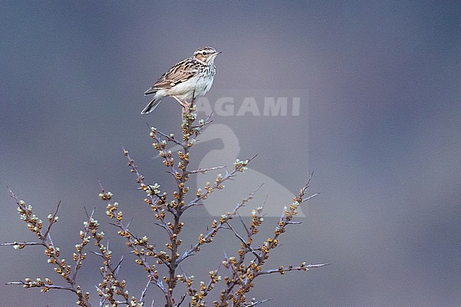  stock-image by Agami/Menno van Duijn,
