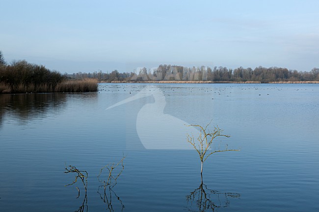 De Lepelaarsplassen stock-image by Agami/Roy de Haas,