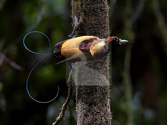 An adult male Magnificent Bird-of-paradise (Diphyllodes magnificus) on a branch. Viewed from the back side, showing its colorful back and curved tail wires. Location: Asia, Indonesia, West Papua stock-image by Agami/Markku Rantala,