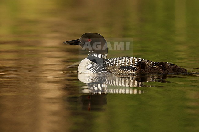 Adult Common Loon (Gavia immer) in breeding plumage on Lac Le Jeune, British Colombia in Canada. Mother with two chicks swimming by her side.. stock-image by Agami/Brian E Small,