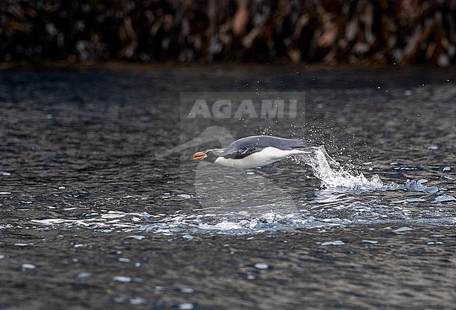 Snares Penguin (Eudyptes robustus) on The Snares, a subantarctic Island group south off New Zealand. Porpoising through the water. stock-image by Agami/Marc Guyt,