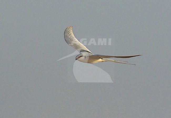 Scissor-tailed kite (Chelictinia riocourii) in flight in The Gambia stock-image by Agami/Jacques van der Neut,