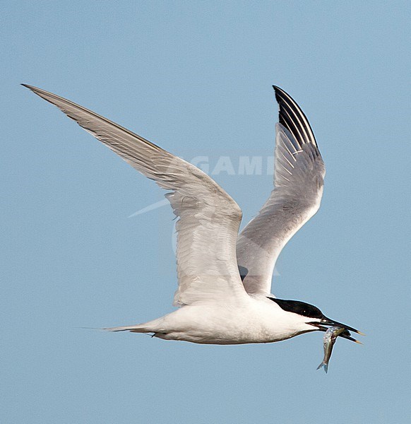 Adult Sandwich Tern (Sterna sandvicensis) in flight on Texel, Netherlands. stock-image by Agami/Marc Guyt,